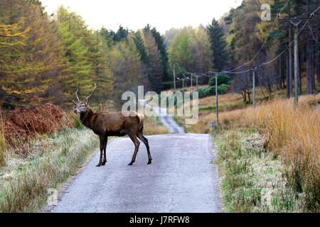 Cervi in Glen Etive, Highlands, Scotland, Regno Unito. Foto Stock