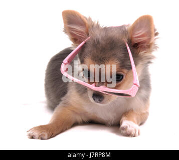 Istruzione isolato di fumetti design modello di concetto di progetto progetto piano closeup animale Foto Stock
