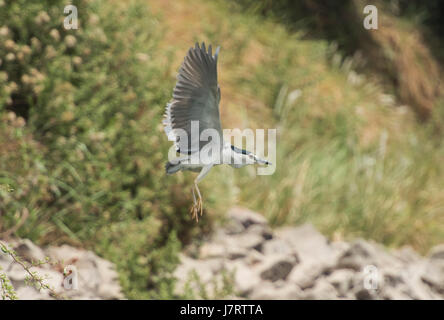 Airone striato butorides striata in volo sopra il mondo rurale scena Foto Stock