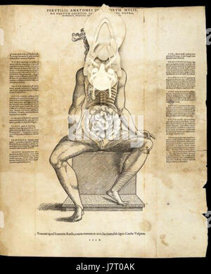 Foglio anatomica05 Foto Stock