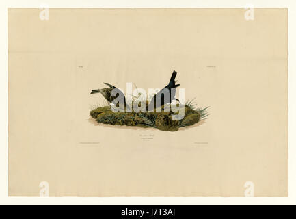 Questa immagine raffigura una mucca con un uccello, evidenziando una scena rurale che riflette la vita agricola. La fotografia cattura l'interazione naturale tra bestiame e fauna selvatica in un ambiente pastorale. Foto Stock