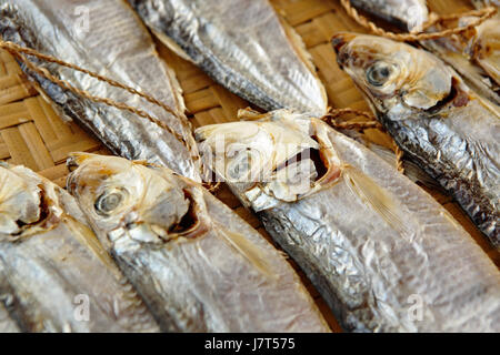 Cibo aliment interno isolato il pesce pietra rock tradizionali di pesca essiccati a secco fino Foto Stock
