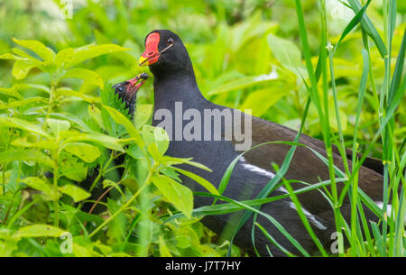 (Moorhen Gallinula chloropus) nesting in erba allattare il tuo bambino Moorhen. Foto Stock