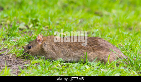 Nel ratto l'erba al di fuori in cerca di cibo. Foto Stock