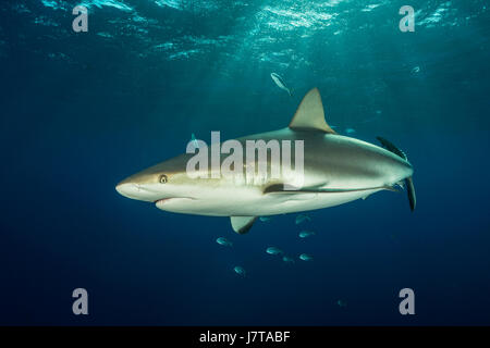 Caribbean Reef Shark Carcharhinus perezii, Jardines de la Reina, Cuba Foto Stock