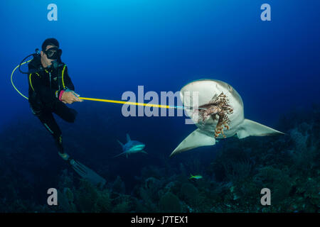 Feeding Shark con Leone invasive, Carcharhinus perezii, Jardines de la Reina, Cuba Foto Stock