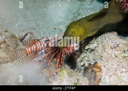 Murena Verde avanzamento sul leone, Gymnothorax funebris, Jardines de la Reina, Cuba Foto Stock