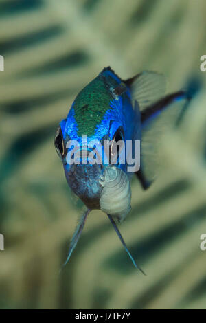 Blue Chromis con isopod parassita, Chromis cyanea, Jardines de la Reina, Cuba Foto Stock