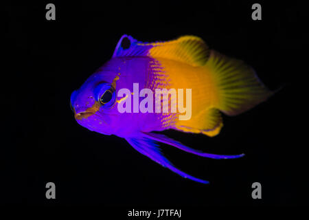 Fairy Basslet, Gramma loreto, Jardines de la Reina, Cuba Foto Stock