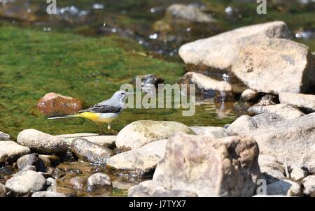 Un wagtail grigio dal fiume imp in New Mills, High Peak, Derbyshire Foto Stock