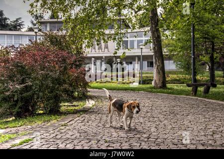 A Belgrado, in Serbia - Doggy di fronte al Museo di Storia jugoslava - MUZEJ JUGOSLAVIJE Foto Stock