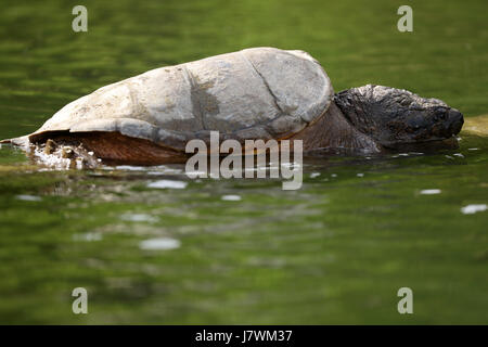 Scattare la tartaruga, Chelydra serpentina, crogiolarsi sul log, Maryland Foto Stock