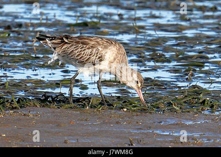 L'immagine raffigura un Godwit dalla coda di un bar che si nutre su letti di agrave a Toondah Harbour, un habitat chiave per gli uccelli migratori. Questi uccelli sono noti per le loro lunghe rotte migratorie. Foto Stock
