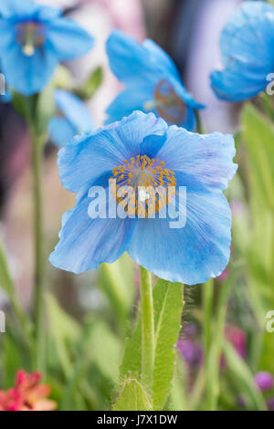 Meconopsis x sheldonii Lingholm. Blue Himalayan poppy Foto Stock