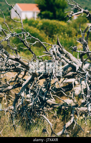 Asciugare lo snag nel campo. Asciugare albero verde. Foto Stock