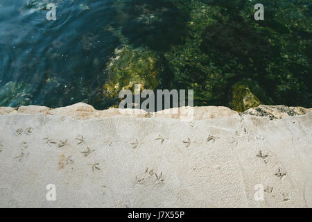Impressioni di griffe di gabbiani sul cemento surgelati. Foto Stock