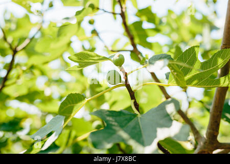 Alberi di fico, piccoli frutti. La maturazione figure su albero Foto Stock