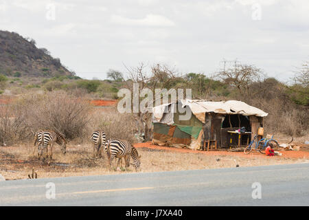Le pianure zebre (Equus quagga) pascolare dal lato della strada di Mombasa, in Kenya Foto Stock