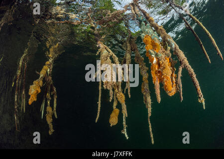 Radici di rosso le mangrovie Rhizophora mangle, Jardines de la Reina, Cuba Foto Stock