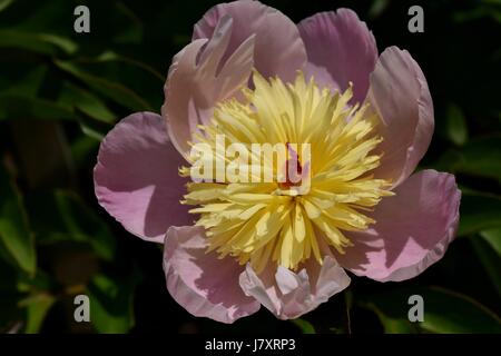 Chiudere la vista su lo stolto Blossom Pink con centro giallo Paeonia lactiflora Foto Stock