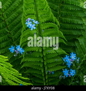 Foregt me non è accoccolato in un letto di Swordferns. Presso il Giardino di Rose nel Parco di Stanley Foto Stock