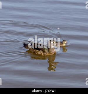 Una madre anatra di legno per una nuotata con lei il ducking. In Lost Lagoon a Stanley Park.<br><br>La ringrazio molto per la visualizzazione il mio lavoro e ringrazio VER Foto Stock