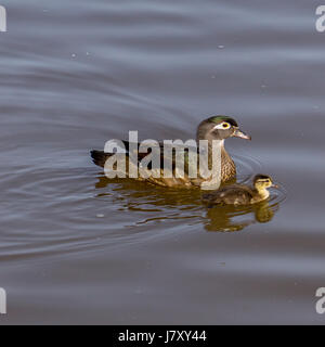 Una madre anatra di legno per una nuotata con lei il ducking. In Lost Lagoon a Stanley Park.<br><br>La ringrazio molto per la visualizzazione il mio lavoro e ringrazio VER Foto Stock