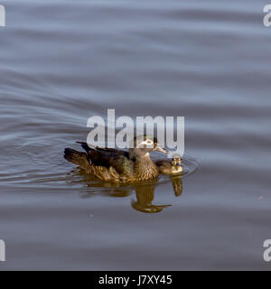 Una madre anatra di legno per una nuotata con lei il ducking. In Lost Lagoon a Stanley Park.<br><br>La ringrazio molto per la visualizzazione il mio lavoro e ringrazio VER Foto Stock