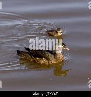 Una madre anatra di legno per una nuotata con lei il ducking. In Lost Lagoon a Stanley Park.<br><br>La ringrazio molto per la visualizzazione il mio lavoro e ringrazio VER Foto Stock