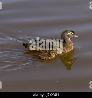 Una madre anatra di legno per una nuotata con lei il ducking. In Lost Lagoon a Stanley Park.<br><br>La ringrazio molto per la visualizzazione il mio lavoro e ringrazio VER Foto Stock