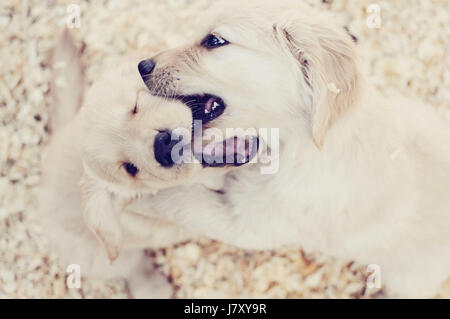 Golden cuccioli giocando Foto Stock