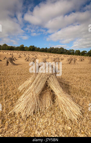 Frumento stooks/pulegge scanalate a secco in un campo in North Devon, Inghilterra sudoccidentale in una giornata di sole Foto Stock