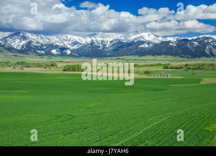 Terreni agricoli in reese Creek Valley vicino a Belgrado, montana Foto Stock