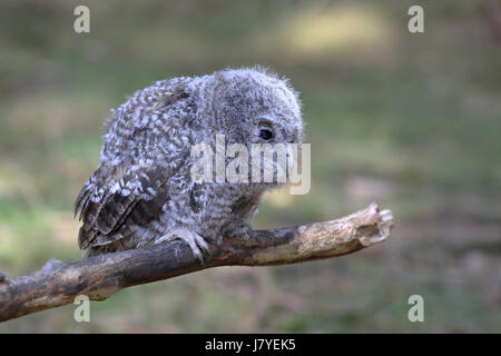 Allocco (Strix aluco), uccello giovane seduto sul ramo, Siegerland, Nord Reno-Westfalia, Germania Foto Stock
