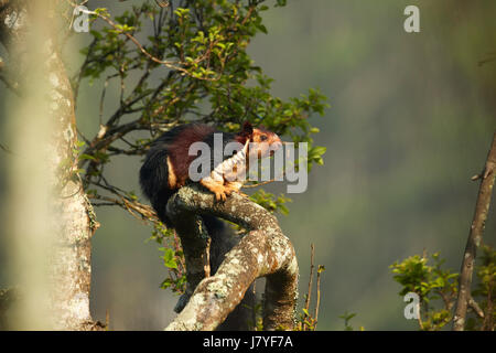 Il gigante indiano o scoiattolo Malabar scoiattolo gigante, (Ratufa indica) seduto sul ramo di alimentazione e sulla frutta frutti di bosco tenendo in zampe anteriori. Foto Stock