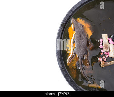 Topo di ratto catturato sulla trappola di colla con biscotto come esca Foto  stock - Alamy