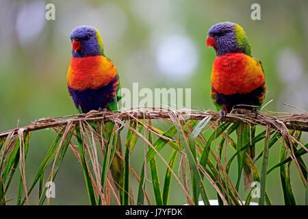 Rainbow Lorikeet (Trichoglossus haematodus), animale giovane seduto sulla canna, Cuddly Creek, South Australia, Australia Foto Stock