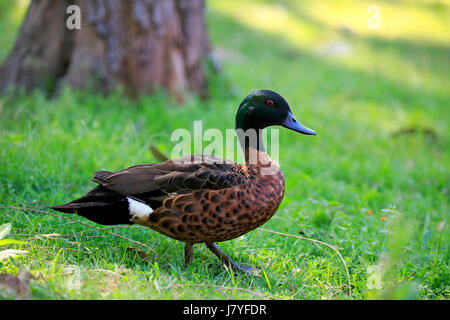 Chestnut-breasted teal (Anas castanea) maschio adulto, Murramarang National Park, New South Wales, Australia Foto Stock