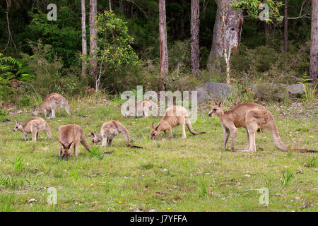 Orientale Canguro grigio (Macropus giganteus), il gruppo alimentazione, foraggio, Allegro Beach, Murramarang National Park, Nuovo Galles del Sud Foto Stock