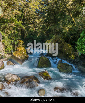 Il fiume che scorre attraverso la rigogliosa vegetazione, foreste pluviali temperate, Parco Nazionale di Fiordland, Southland, Nuova Zelanda Foto Stock