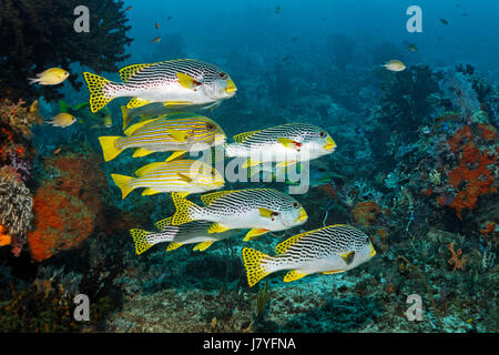 Scuola mista di pesce, ribboned sweetlips (Plectorhinchus polytaenia) e diagonale sweetlips nastrati (Plectorhinchus lineatus) Foto Stock