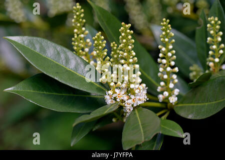 Fioritura Cherry laurel (Prunus laurocerasus), infiorescenza, Nord Reno-Westfalia, Germania Foto Stock