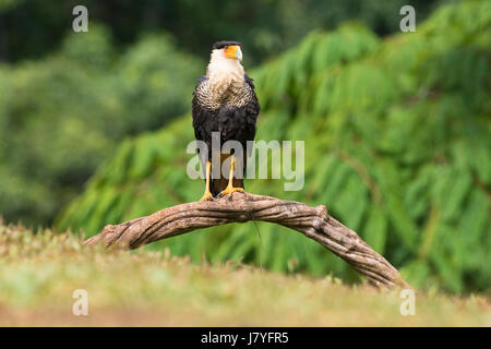 Crestato meridionale caracara (Caracara plancus) seduto sul ramo, Costa Rica Foto Stock
