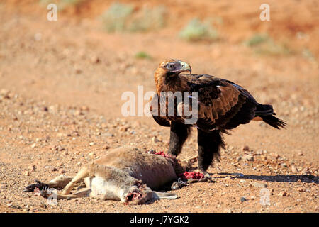 Cuneo-tailed eagle (Aquila audax), adulto in preda, Sturt National Park, New South Wales, Australia Foto Stock