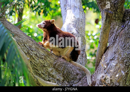 Matschie's tree-kangaroo (Dendrolagus matschiei), Adulto su albero, captive, Nuova Guinea Foto Stock