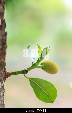 Chiudere i giovani piccole jackfruit verde sul ramo di albero e la sfocatura sullo sfondo Foto Stock
