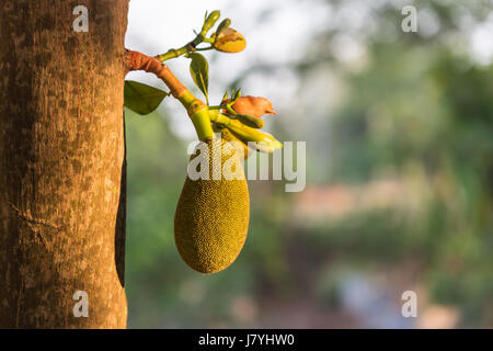 Chiudere i giovani piccole jackfruit verde sul ramo di albero e la sfocatura sullo sfondo Foto Stock