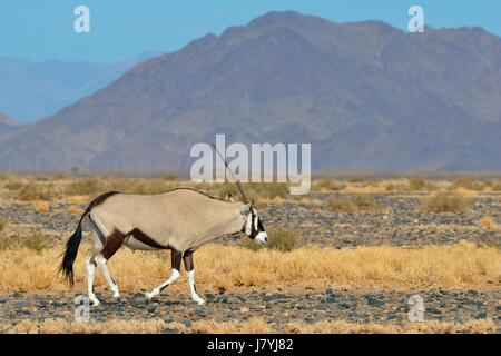 Gemsbok maschio (Oryx gazella) passeggiate, Namib-Naukluft National Park, Namibia, Africa Foto Stock