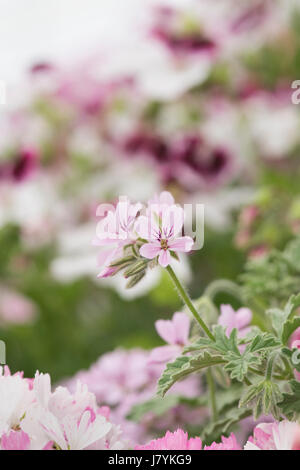 Pelargonium graveolens 'Lady plymouth'. Profumato di foglie di Pelargonium Foto Stock