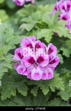 Pelargonium 'Orsett' Fiori. Geranio profumato Foto Stock